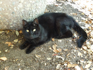 black cat in the sun