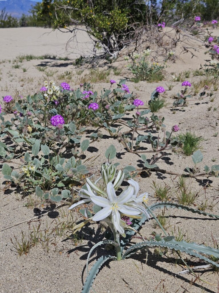 Anza-Borrego Park Desert Lily 2024