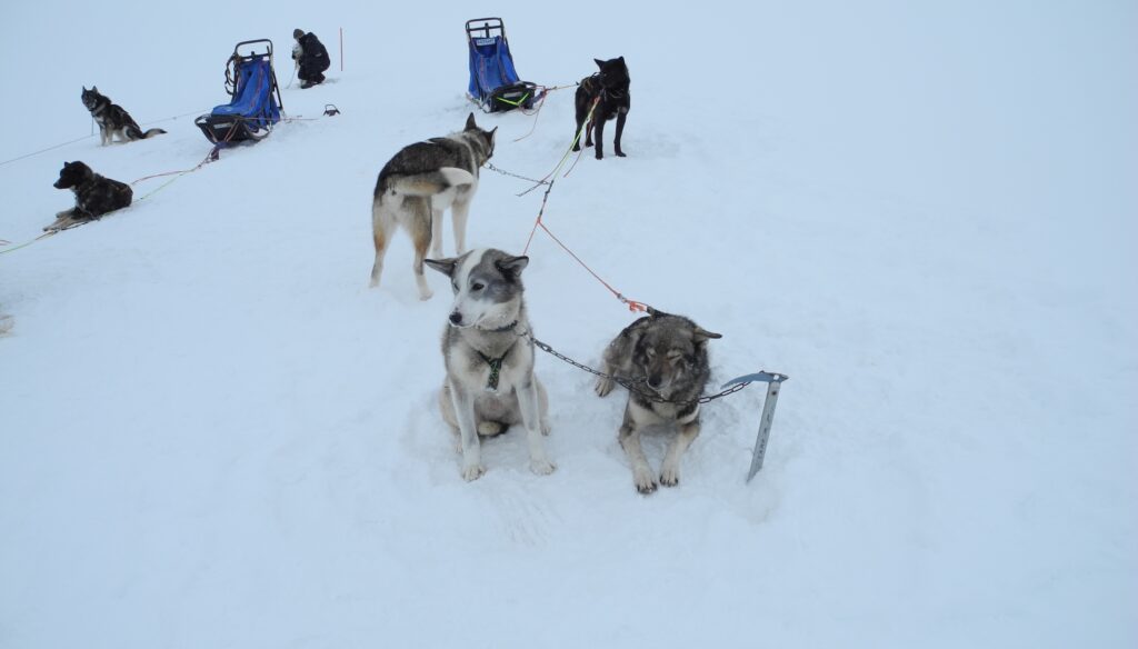 dolly and tango our dog sled team leaders