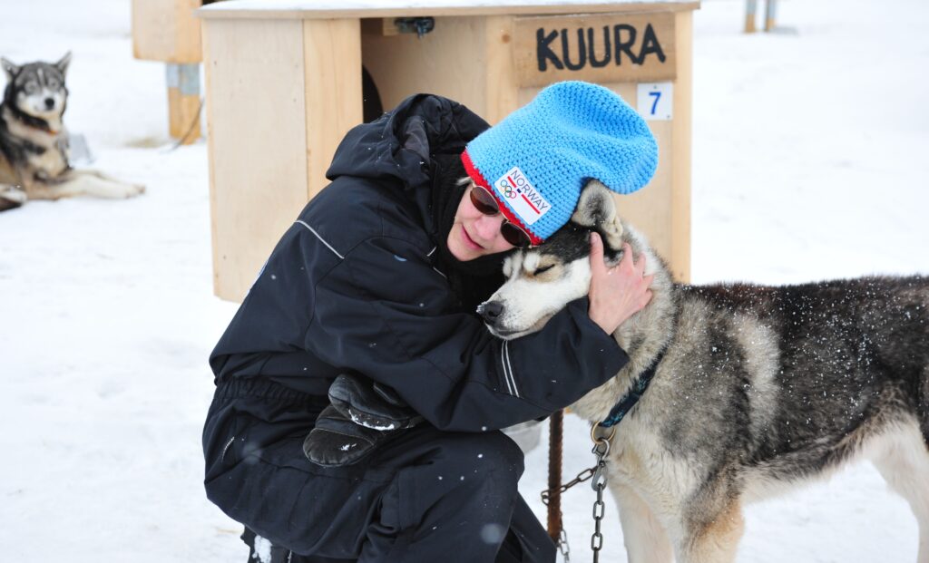 Kurra the sled dog husky