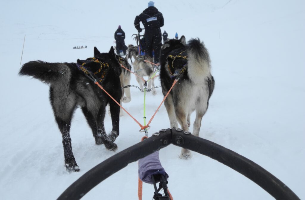 Our dog sled team