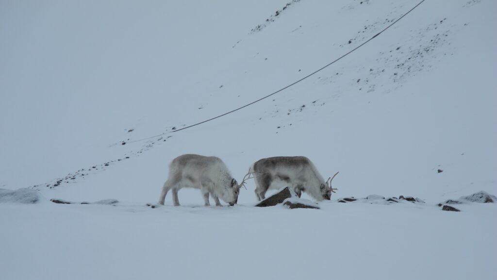 Svalbard Reindeer