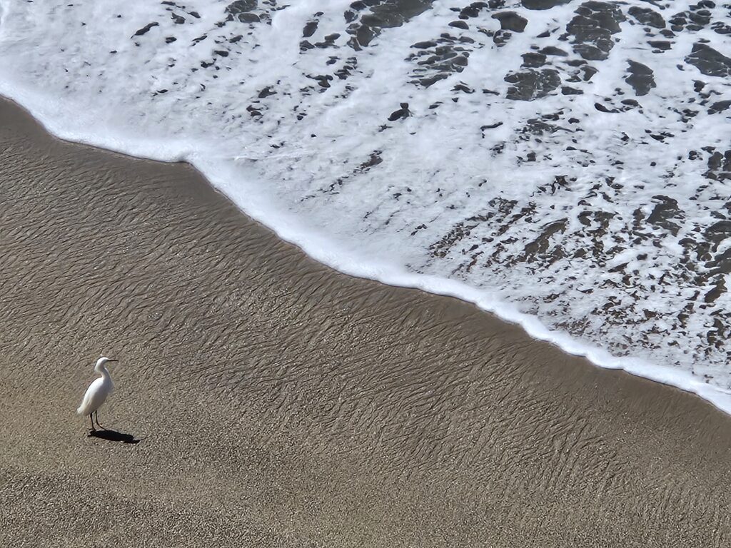 Seabird