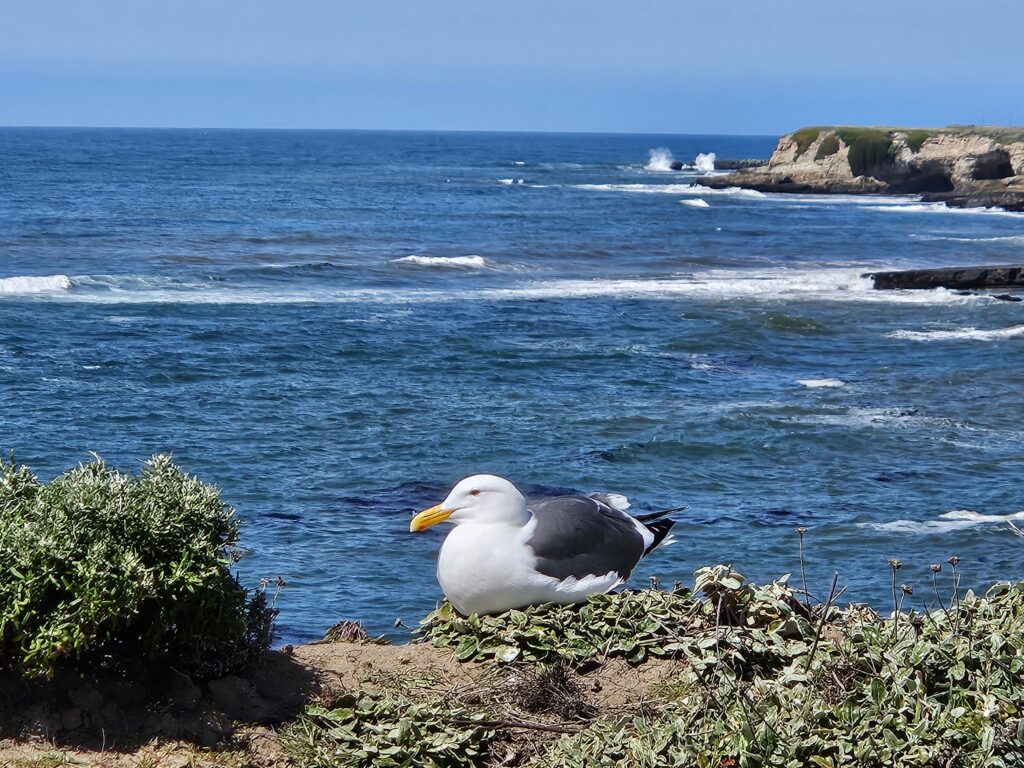 Nesting Seagull