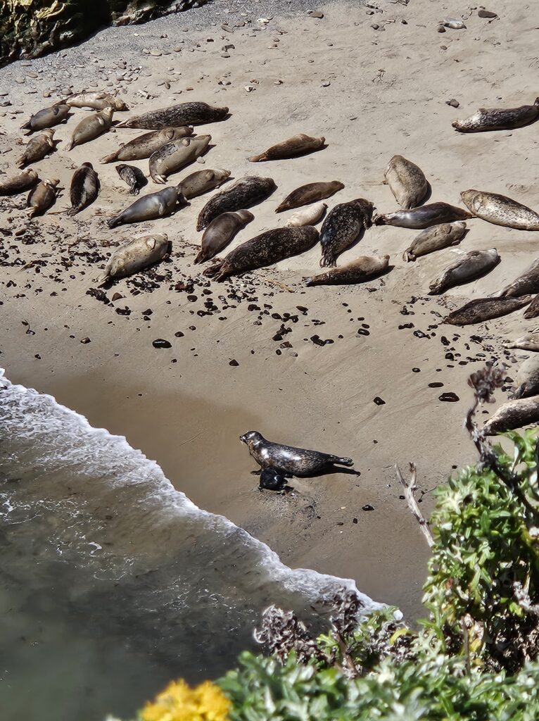 Seals on the beach
