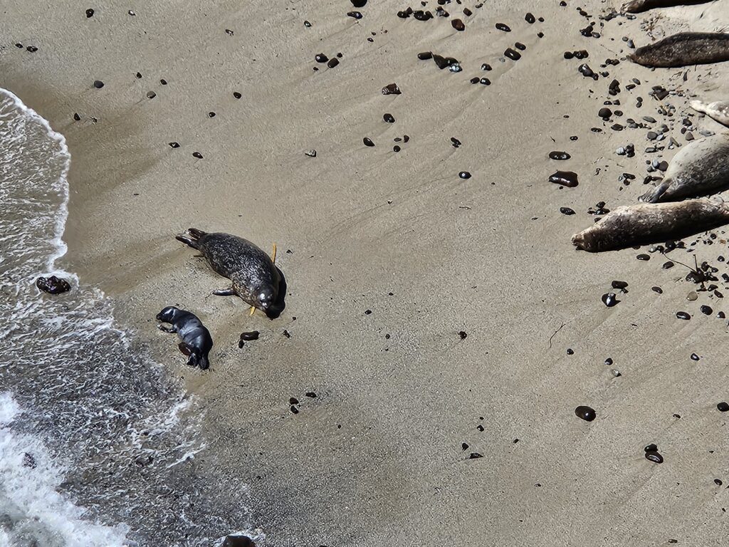 Seal Mom & Pup