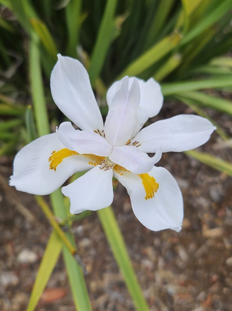 single iris with yellow stamins