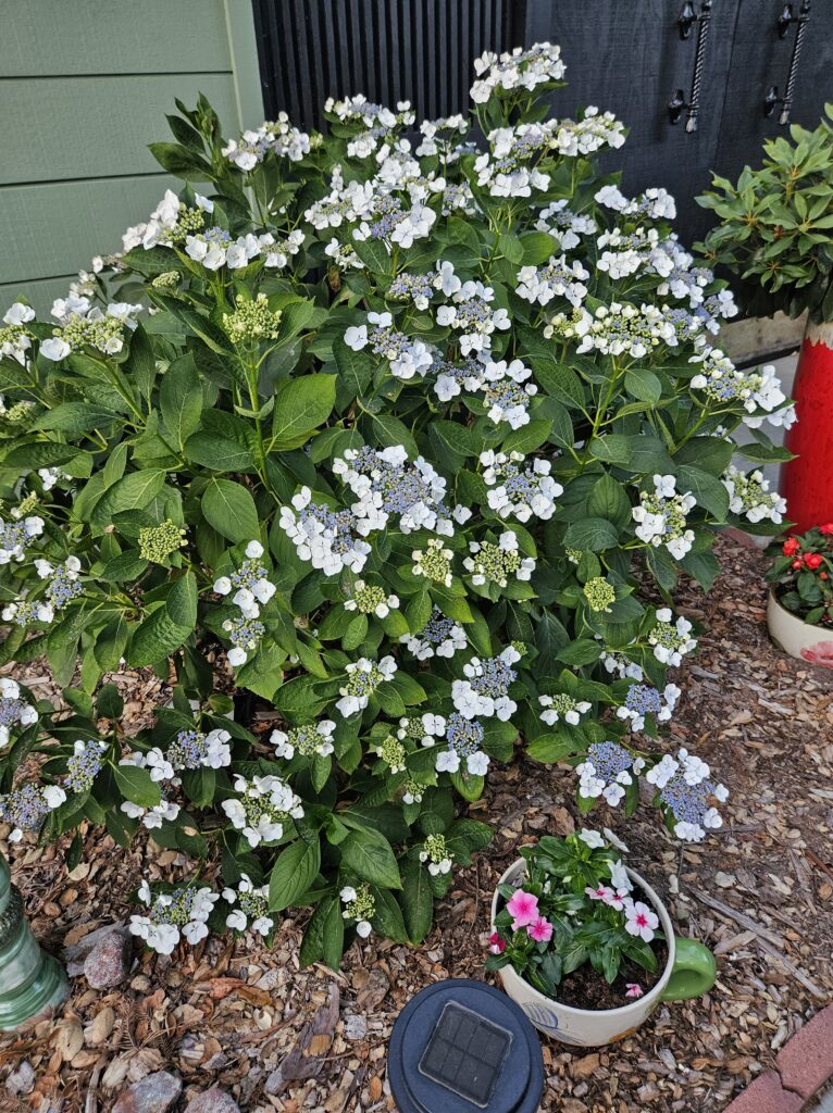 hydrangea bush with white and blue flowers