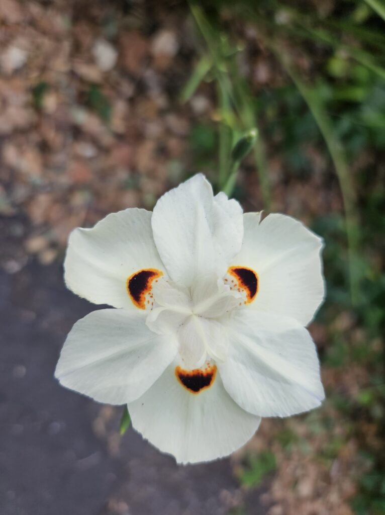 white six-petaled flower with gold and brown markings