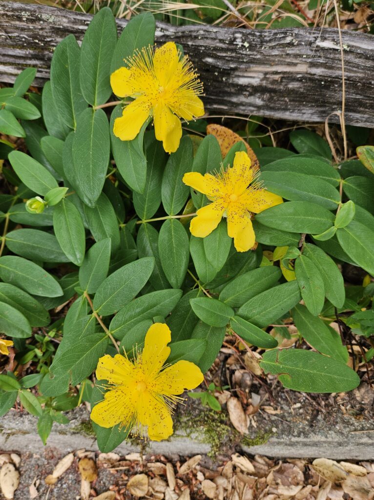 3 yellow flowers on green leaves