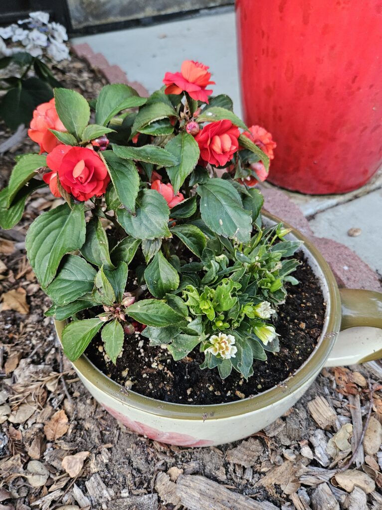 red double begonia and dahlia