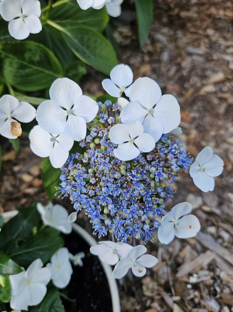 lace cap hydrangea with white flowers and small blue flowers in the center